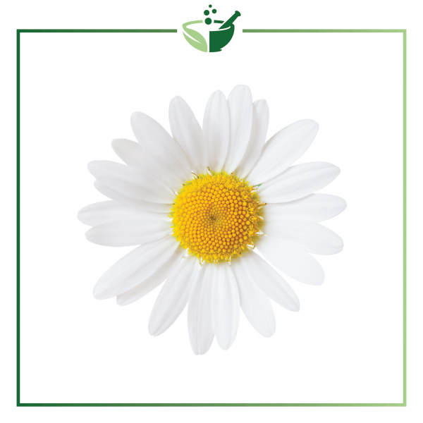Chamomile German Essential Oil-0172